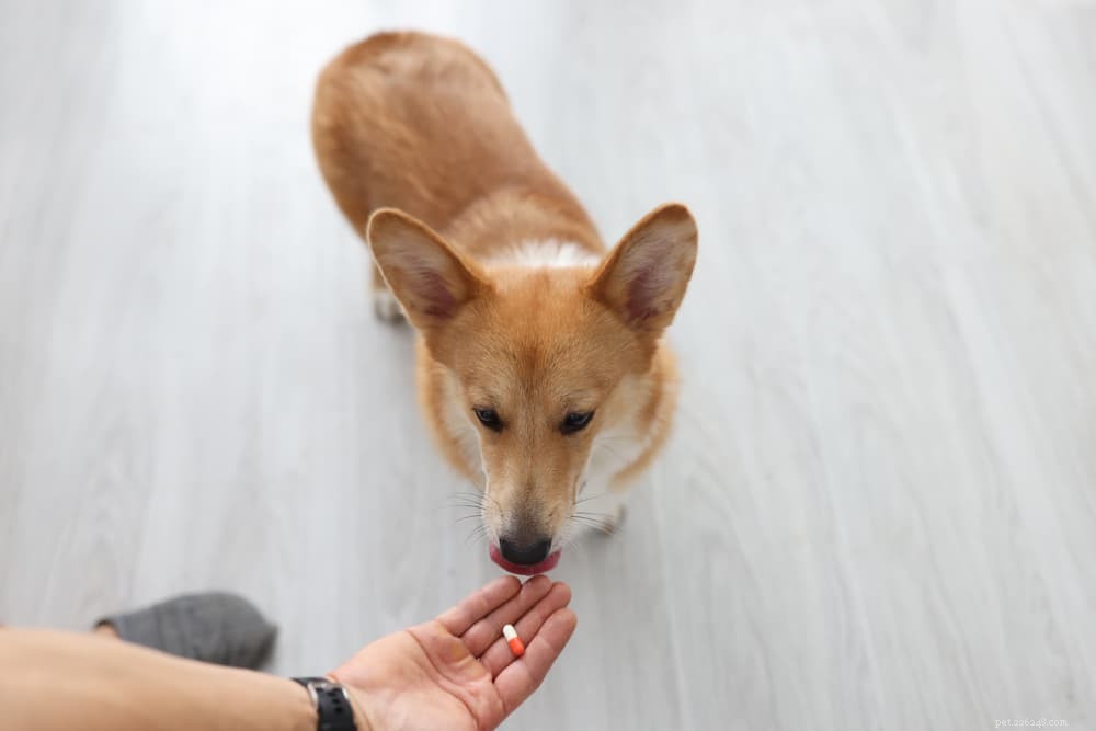 Luxating Patella in Dogs: Symptoms, Diagnosis, and Treatment Guide