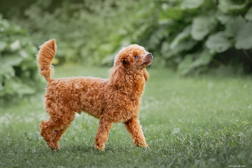 Luxating Patella in Dogs: Symptoms, Diagnosis, and Treatment Guide