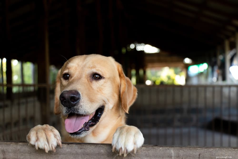 Understanding Interdigital Cysts in Dogs: Causes, Symptoms, and Treatment Options