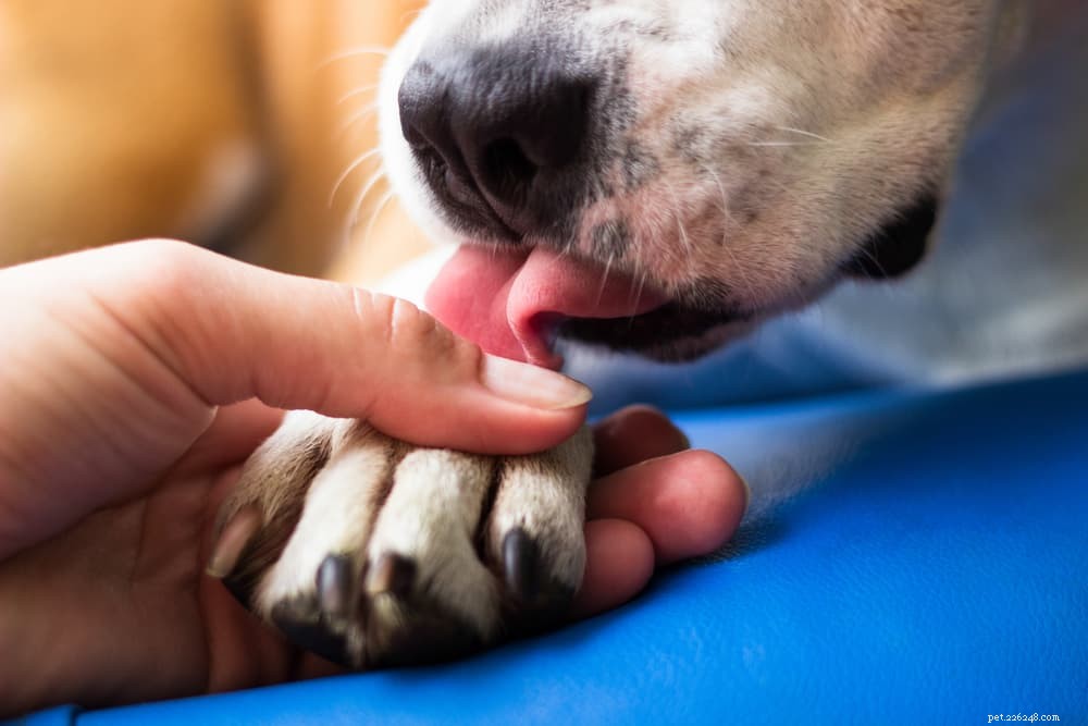 Understanding Interdigital Cysts in Dogs: Causes, Symptoms, and Treatment Options