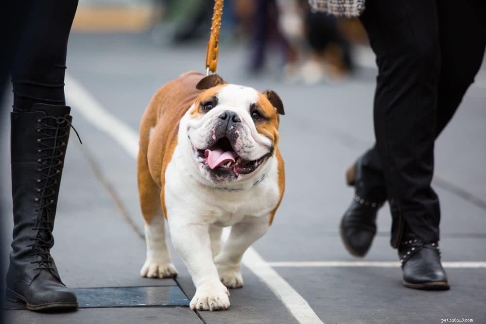 Understanding Interdigital Cysts in Dogs: Causes, Symptoms, and Treatment Options