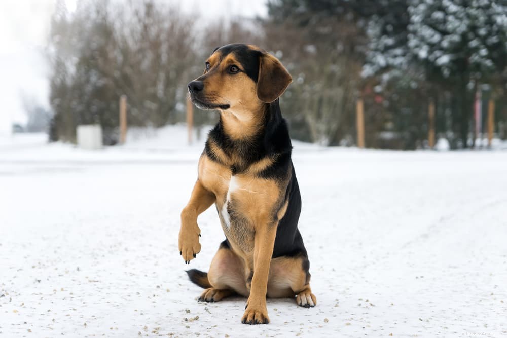 Understanding Interdigital Cysts in Dogs: Causes, Symptoms, and Treatment Options