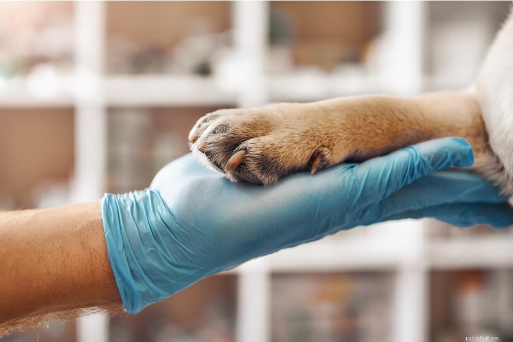 Understanding Interdigital Cysts in Dogs: Causes, Symptoms, and Treatment Options