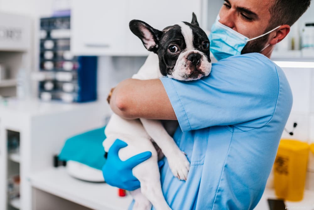 Understanding Interdigital Cysts in Dogs: Causes, Symptoms, and Treatment Options