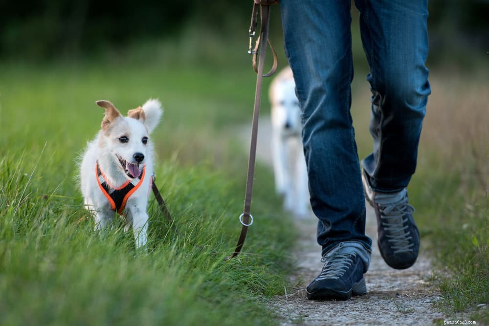 Understanding Interdigital Cysts in Dogs: Causes, Symptoms, and Treatment Options
