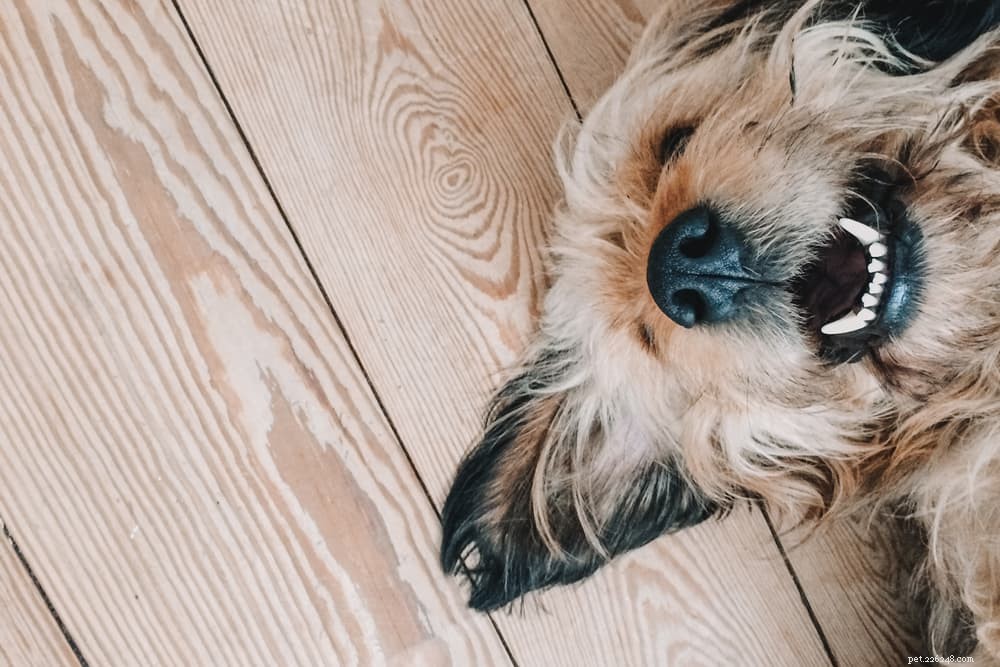Dry Dog Nose: Causes, Symptoms & Care Tips