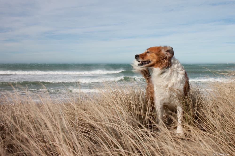 Dry Dog Nose: Causes, Symptoms & Care Tips