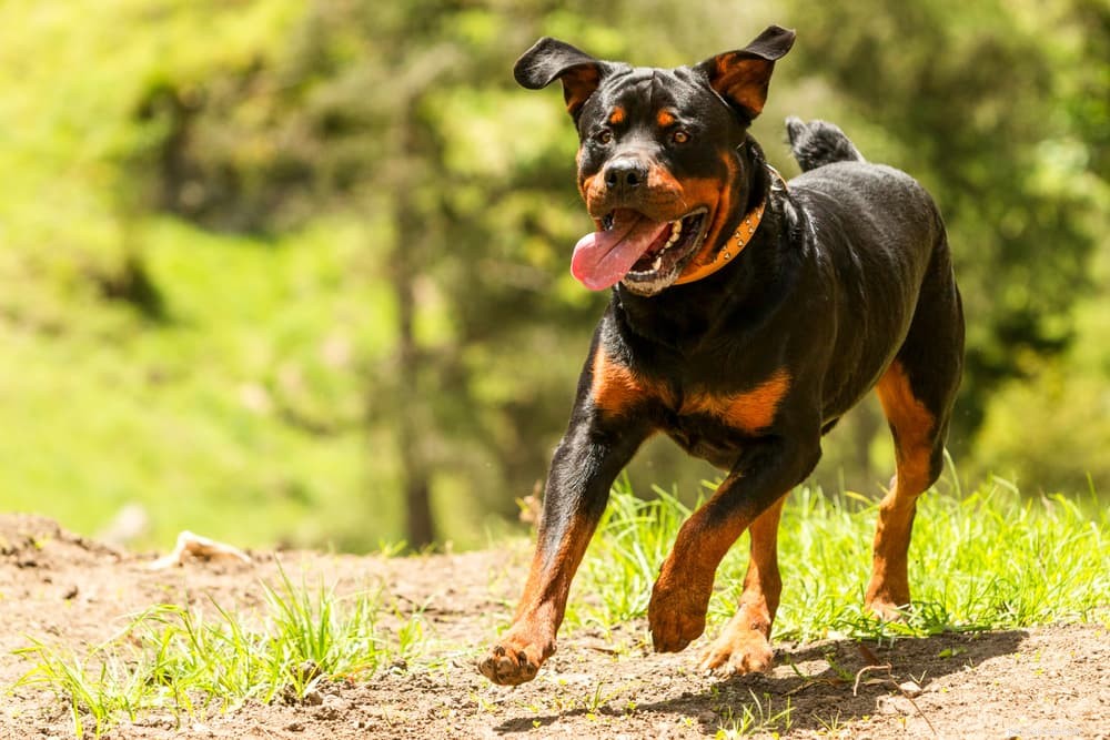 Dry Dog Nose: Causes, Symptoms & Care Tips