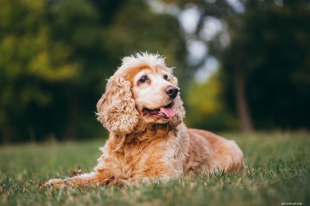 Dry Dog Nose: Causes, Symptoms & Care Tips