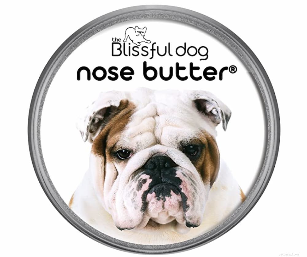 Dry Dog Nose: Causes, Symptoms & Care Tips