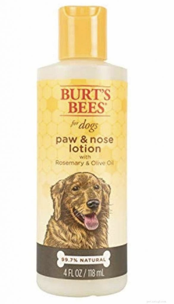 Dry Dog Nose: Causes, Symptoms & Care Tips