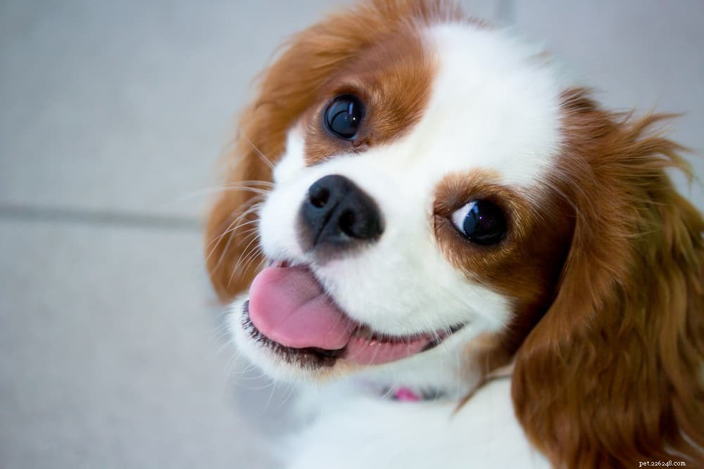 The Complete Guide to Dog Vision: How They See the World