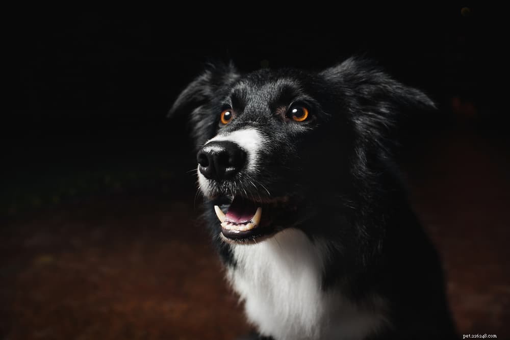 The Complete Guide to Dog Vision: How They See the World