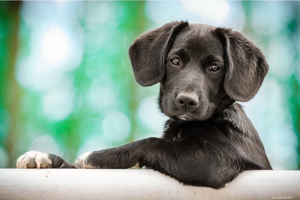 The Complete Guide to Dog Vision: How They See the World