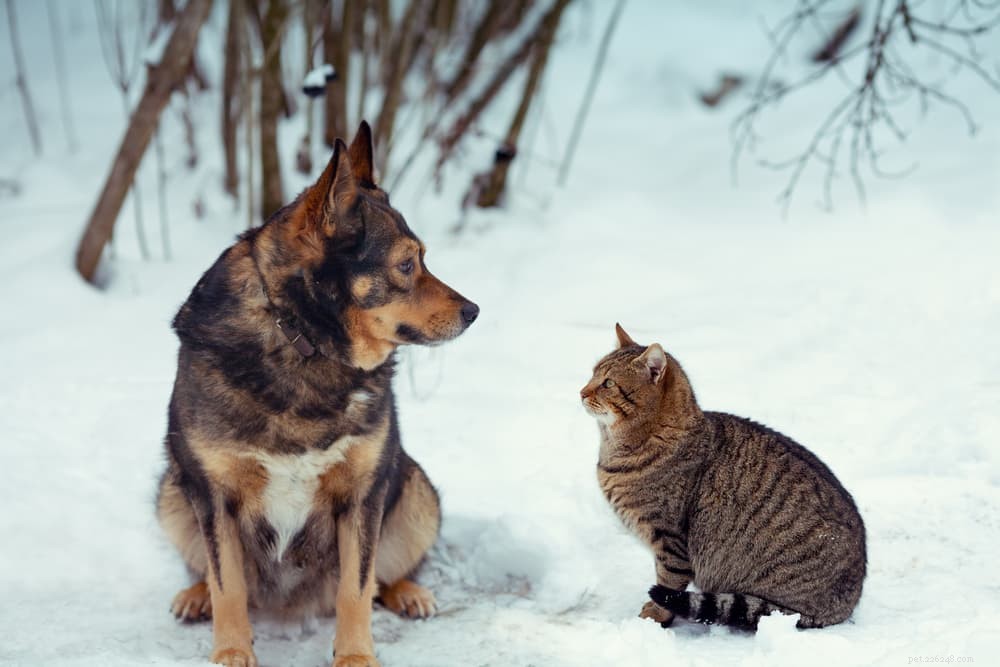 The Complete Guide to Dog Vision: How They See the World