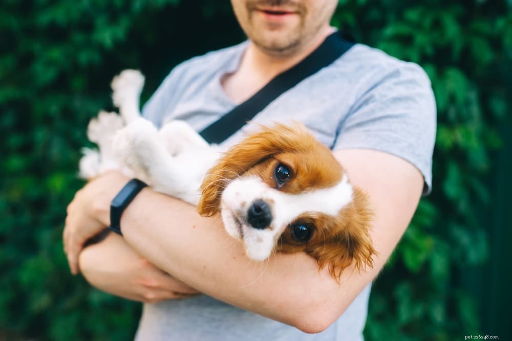 The Complete Guide to Dog Vision: How They See the World