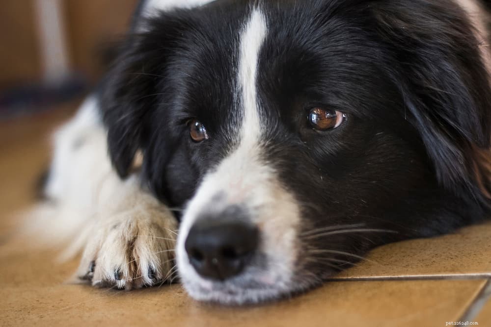 The Complete Guide to Dog Vision: How They See the World
