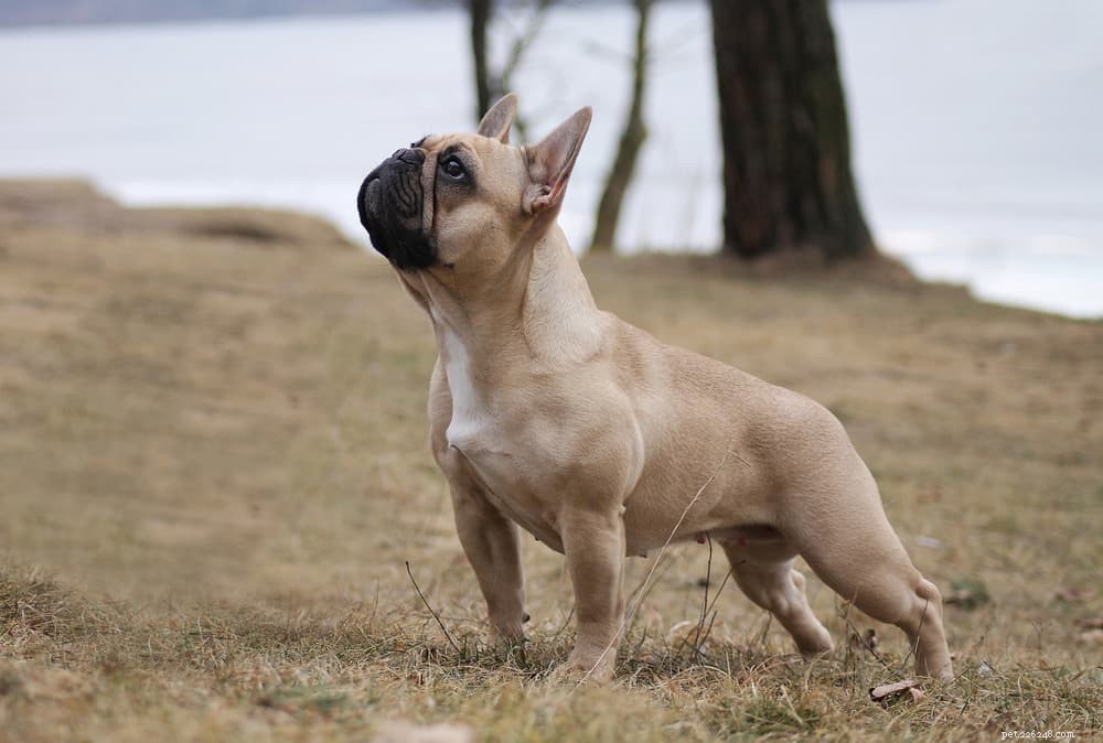 Recognizing and Managing UTIs in Dogs