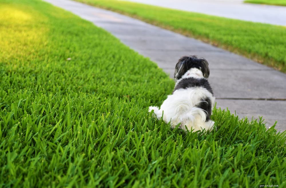 Recognizing and Managing UTIs in Dogs