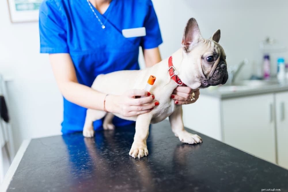 Recognizing and Managing UTIs in Dogs