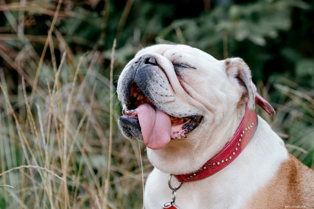 Recognizing and Managing UTIs in Dogs