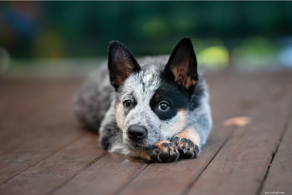 Understanding Dog Dewclaw Injuries: Causes, Symptoms, and Care