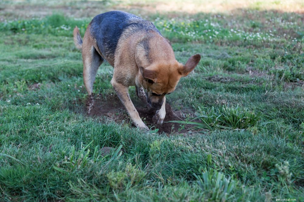 Understanding Dog Dewclaw Injuries: Causes, Symptoms, and Care