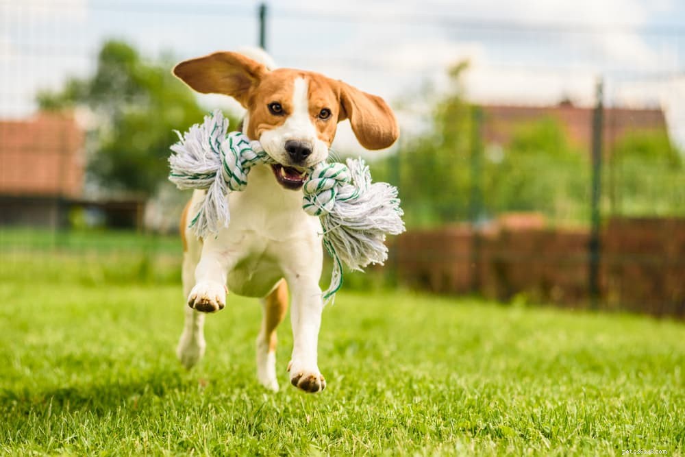 Understanding Dog Dewclaw Injuries: Causes, Symptoms, and Care
