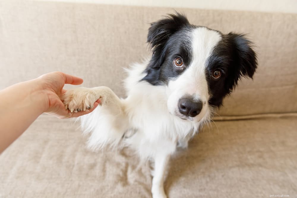 Understanding Dog Dewclaw Injuries: Causes, Symptoms, and Care