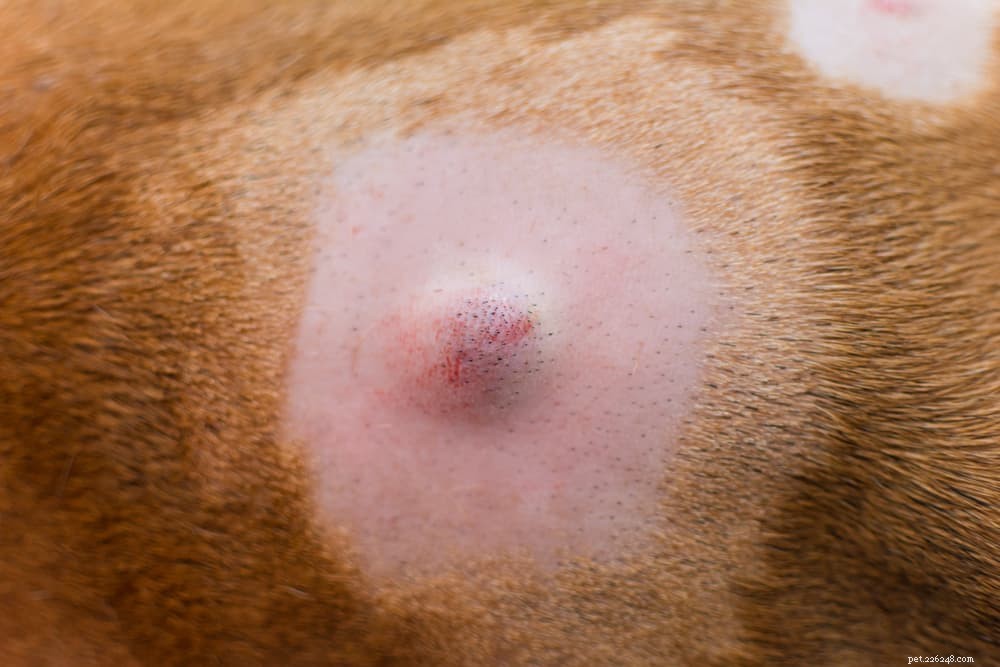 Dog Lumps Explained: Types, Causes, and What They Mean for Your Pet
