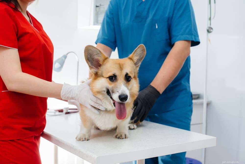 Dog Lumps Explained: Types, Causes, and What They Mean for Your Pet
