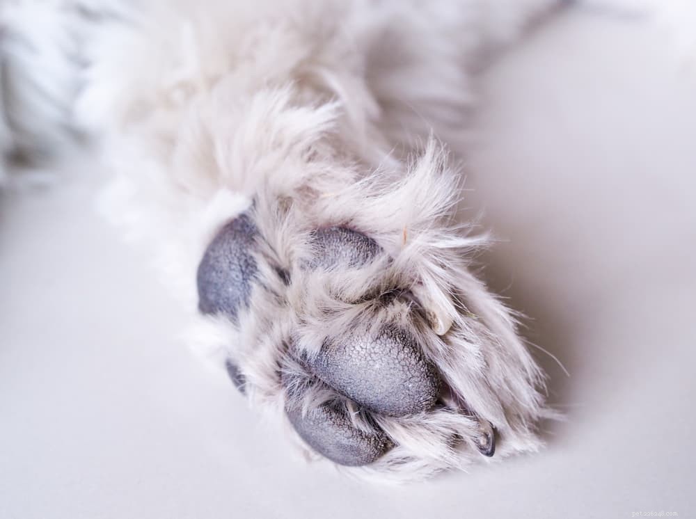 Dog Paw Hyperkeratosis: Symptoms, Causes & Treatment Guide for Senior Dogs