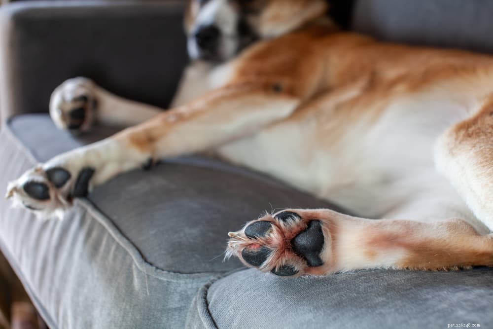 Dog Paw Hyperkeratosis: Symptoms, Causes & Treatment Guide for Senior Dogs