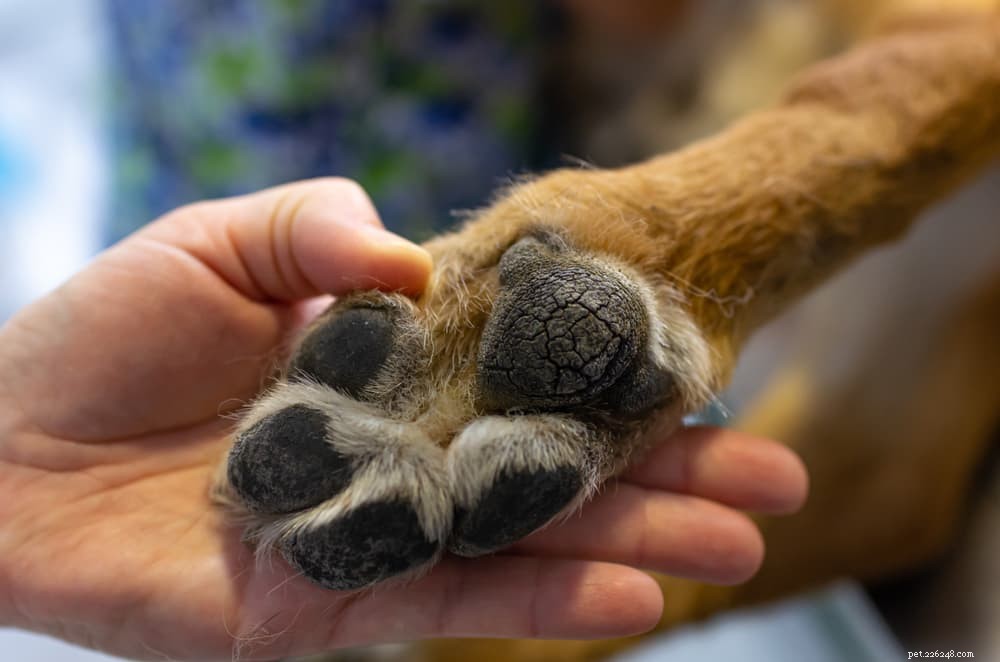 Dog Paw Hyperkeratosis: Symptoms, Causes & Treatment Guide for Senior Dogs