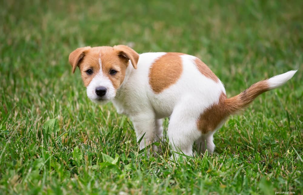 Understanding Stress Colitis in Dogs: Causes, Symptoms & Treatment