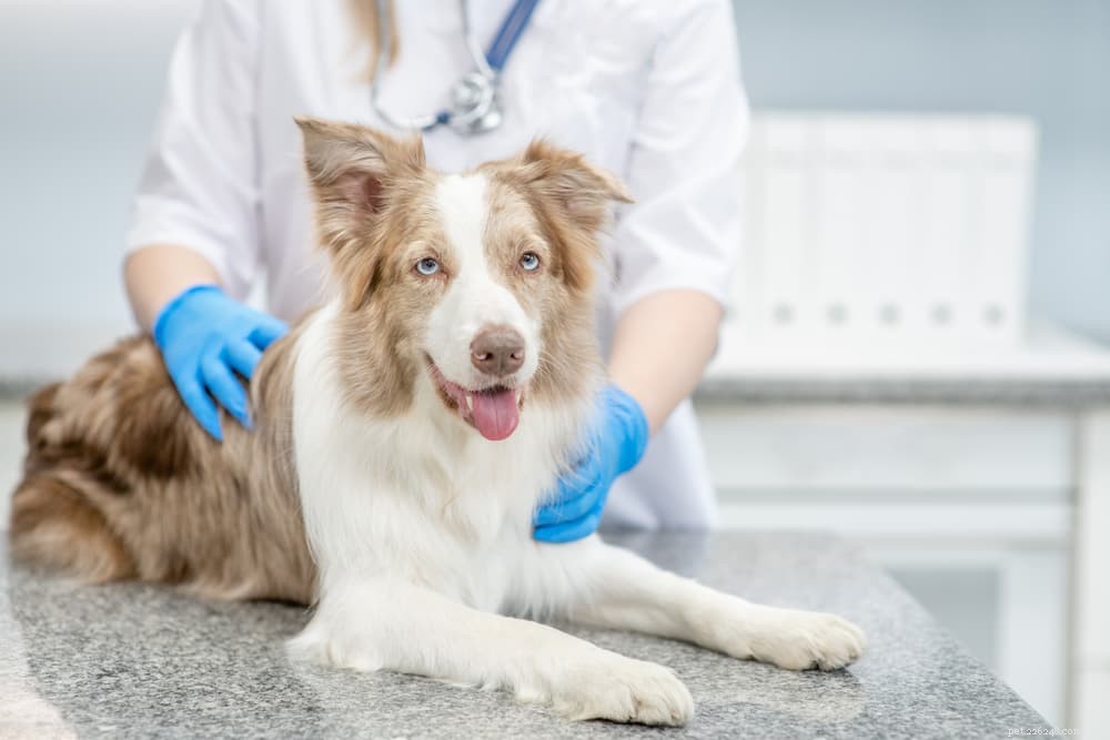 Understanding Stress Colitis in Dogs: Causes, Symptoms & Treatment