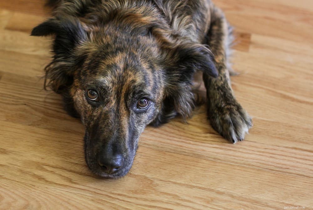 Understanding Stress Colitis in Dogs: Causes, Symptoms & Treatment