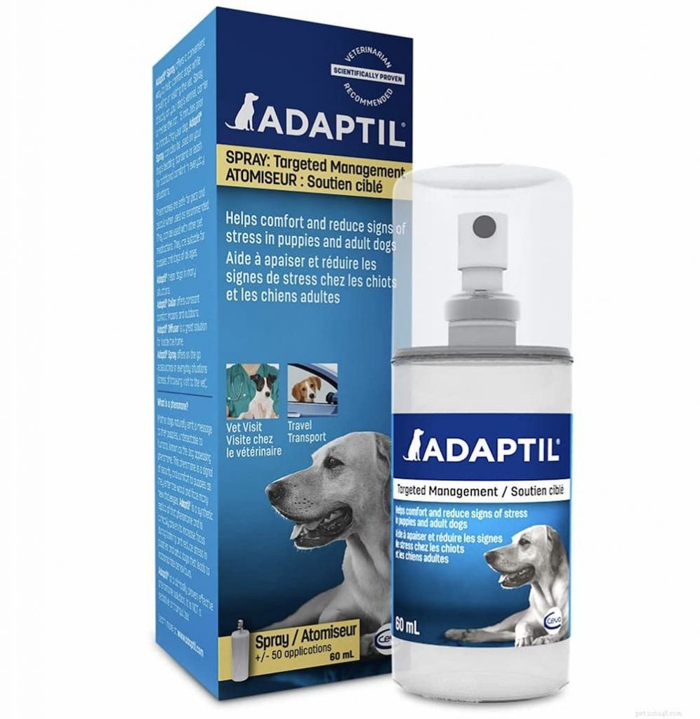 Understanding Stress Colitis in Dogs: Causes, Symptoms & Treatment