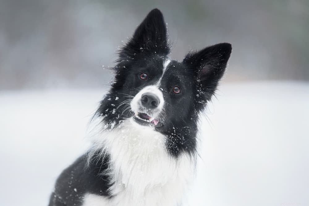Preventing Hypothermia in Dogs: Essential Tips for Cold Weather Safety
