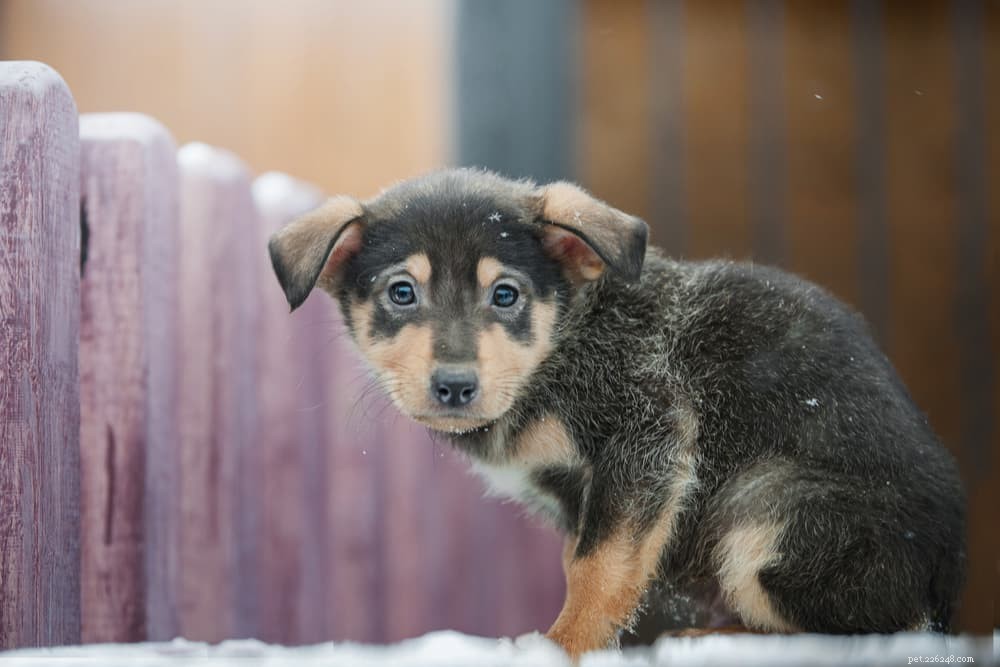 Preventing Hypothermia in Dogs: Essential Tips for Cold Weather Safety