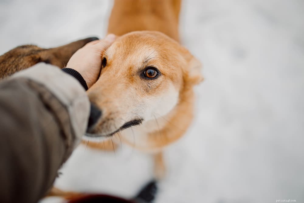Preventing Hypothermia in Dogs: Essential Tips for Cold Weather Safety