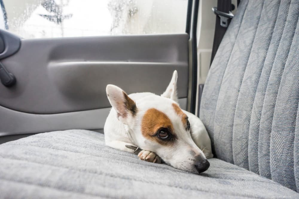 Preventing Hypothermia in Dogs: Essential Tips for Cold Weather Safety