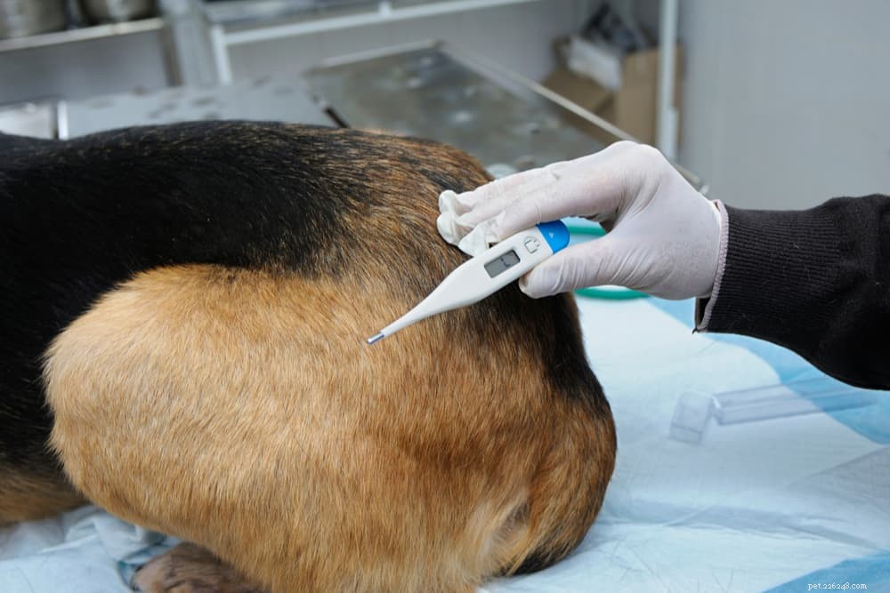 Dog Body Temperature: Normal Range & How to Measure It Safely