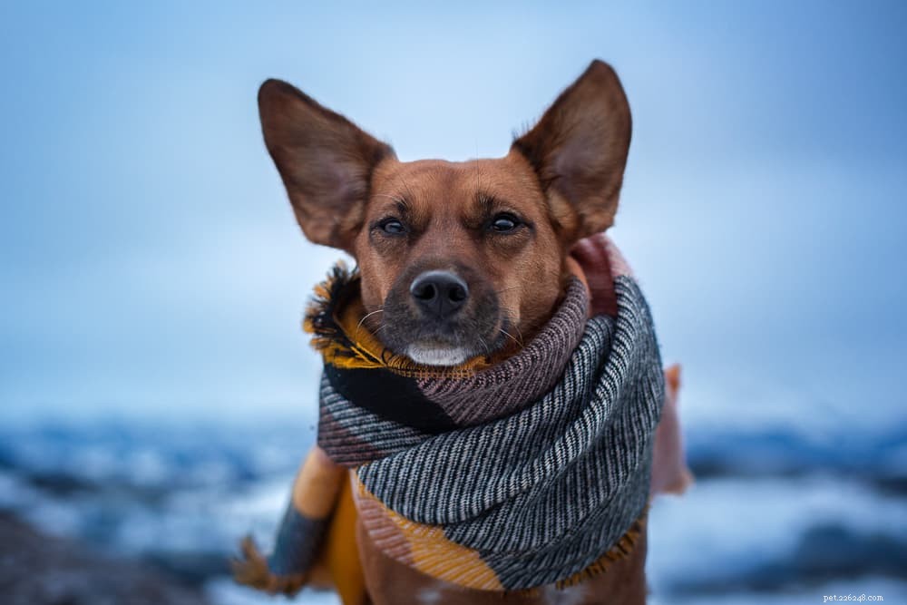 Dog Body Temperature: Normal Range & How to Measure It Safely
