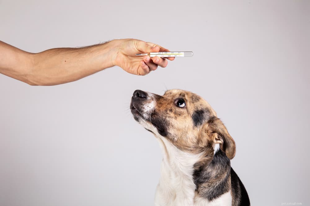 Dog Body Temperature: Normal Range & How to Measure It Safely