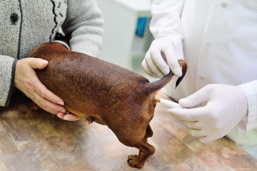 Dog Body Temperature: Normal Range & How to Measure It Safely
