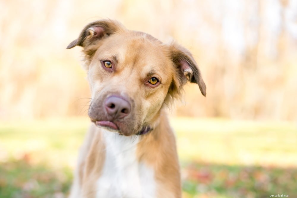 Antifreeze Poisoning in Dogs: Symptoms, Risks, and Immediate Care