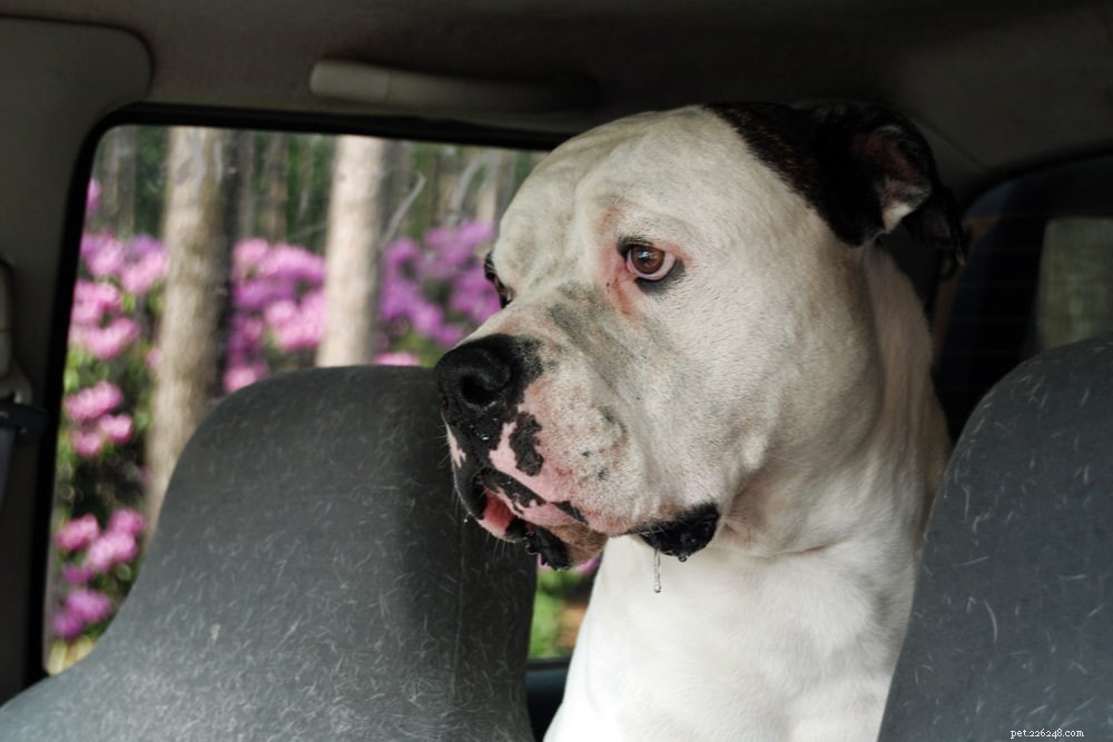 Antifreeze Poisoning in Dogs: Symptoms, Risks, and Immediate Care