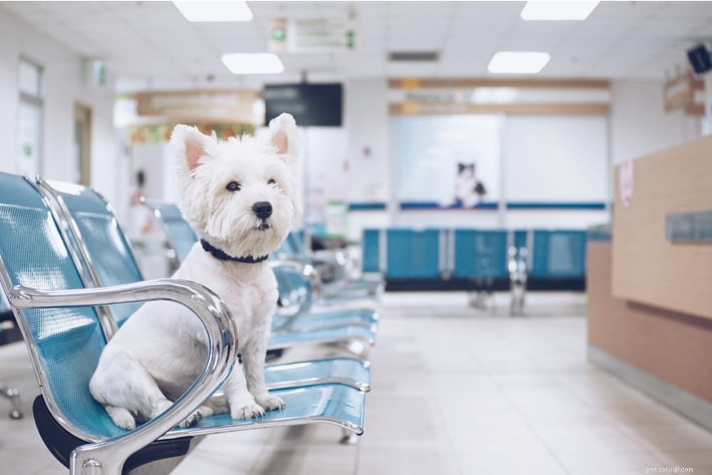 Antifreeze Poisoning in Dogs: Symptoms, Risks, and Immediate Care