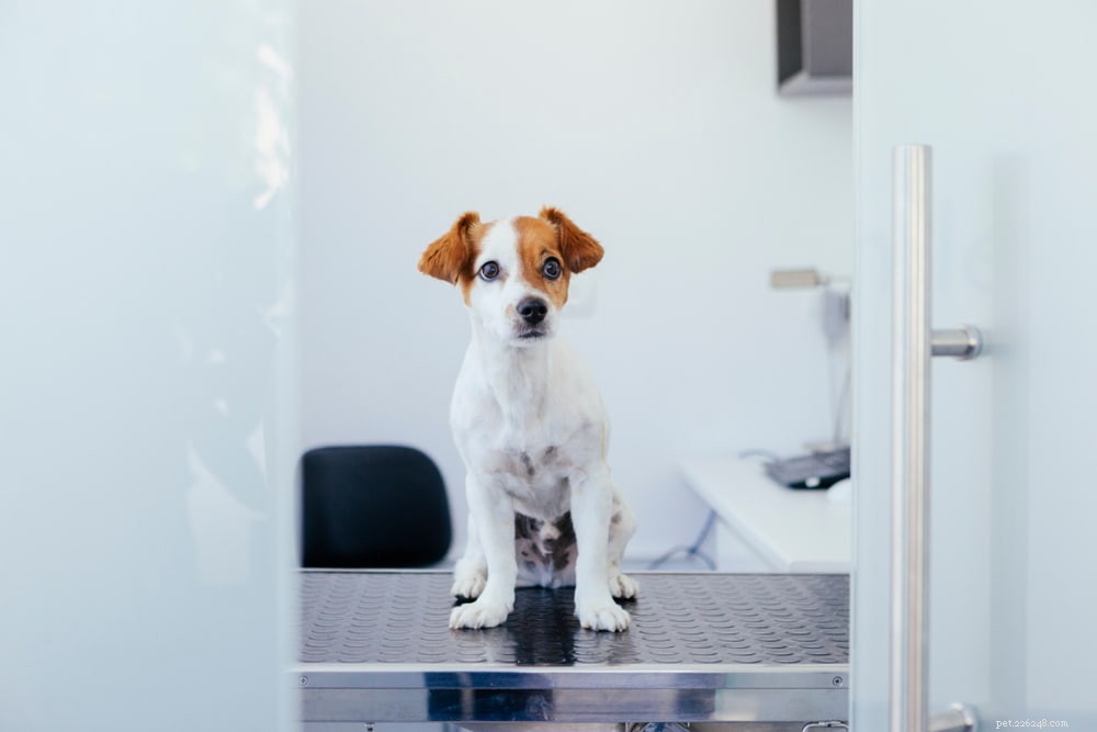 Antifreeze Poisoning in Dogs: Symptoms, Risks, and Immediate Care